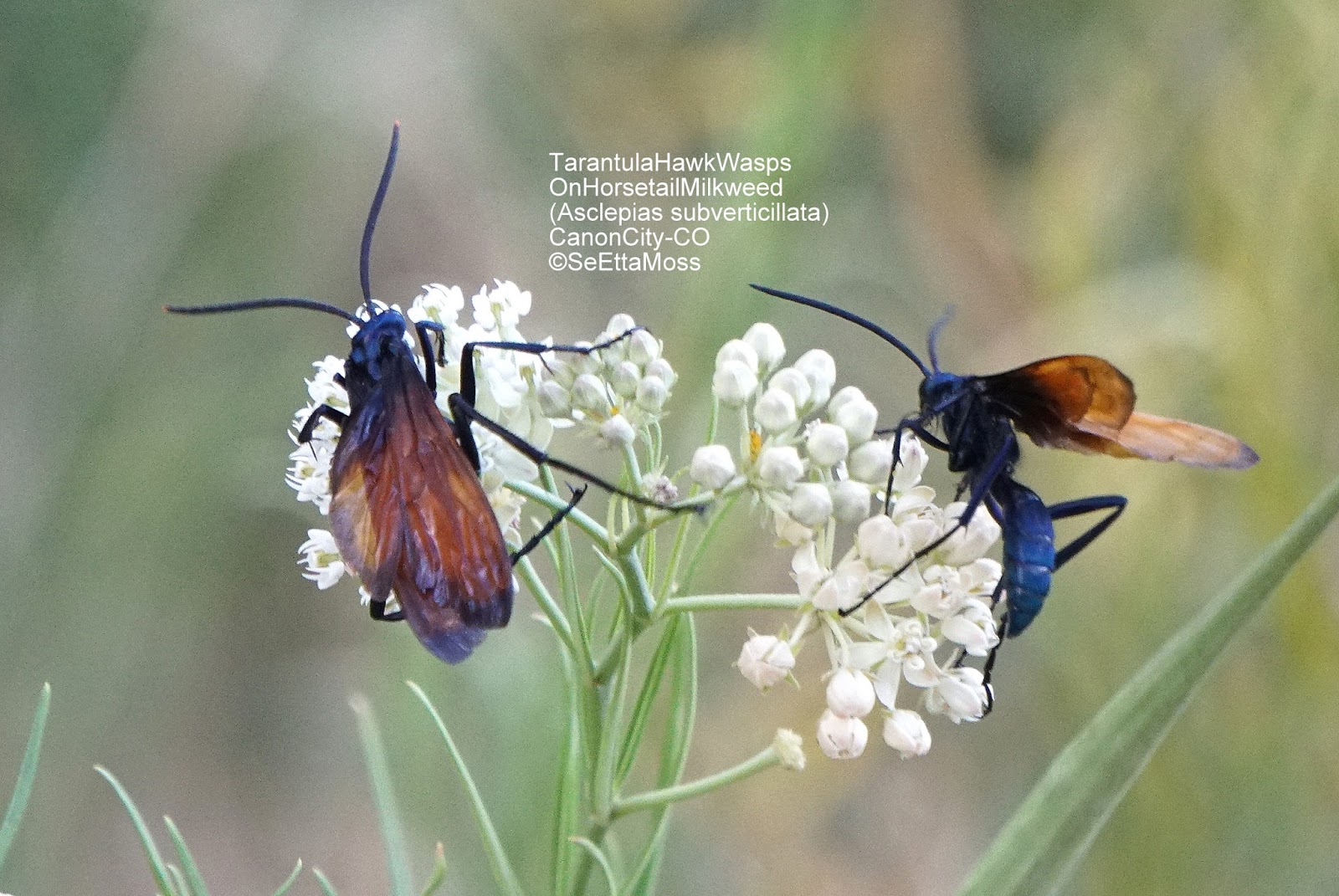 Birds and Nature Tarantula Hawk Moths on pretty native milkweed called