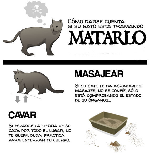 Matar Um Gato O Que Significa Genexus: 148357 ¿Como saber si un gato quiere matarte?