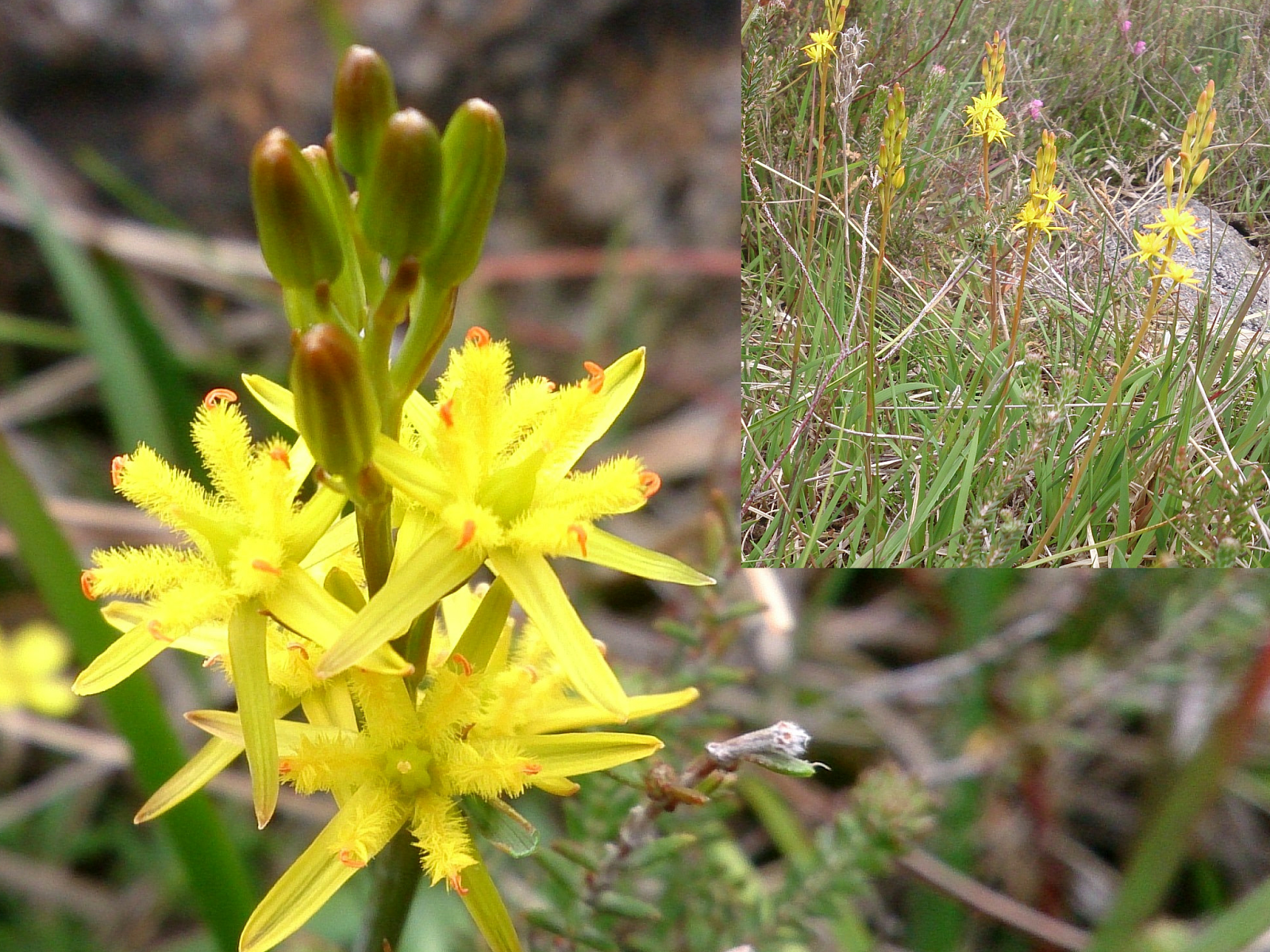 Mountaintrails Our top 10 upland loving plants to look out for when in the mountains.