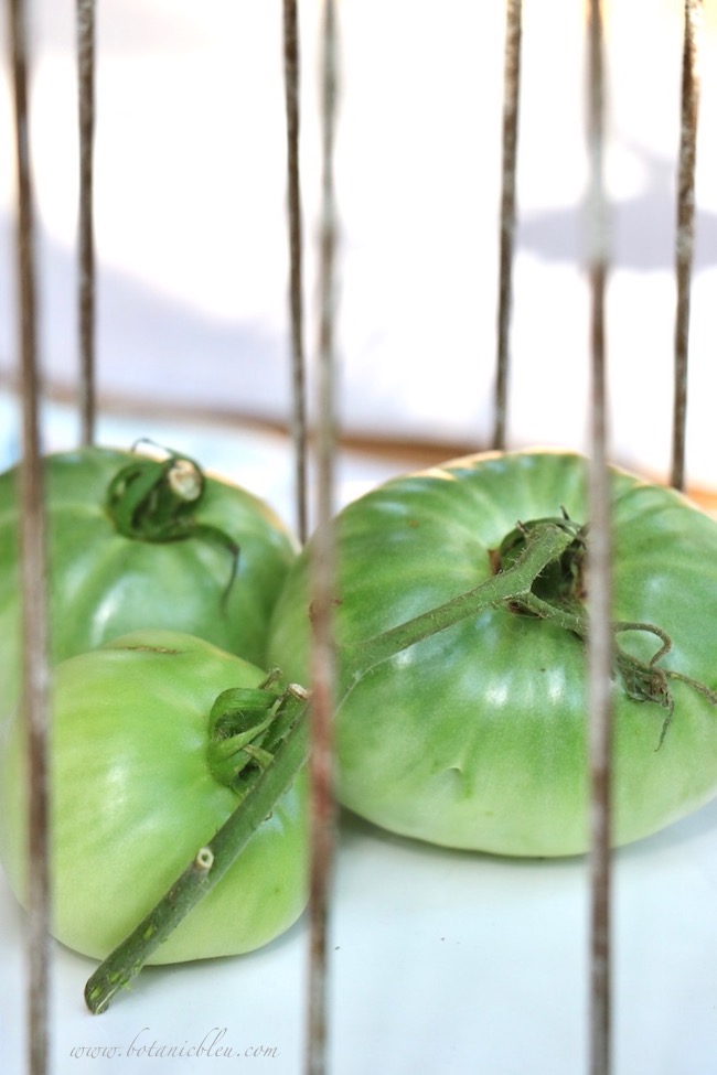 Fried green tomatoes is a Southern speciality recipe great for using home grown green tomatoes