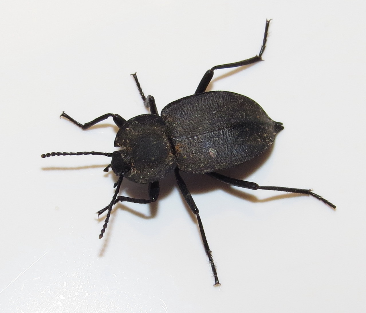 Bug Eric: ID Tip: Ground Beetle or Darkling Beetle?