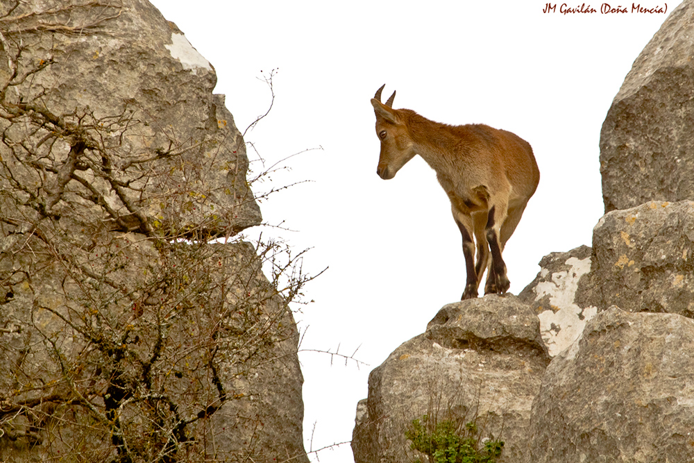Fotografía de Naturaleza - JM Gavilán: Cabra montés (Capra pyrenaica)