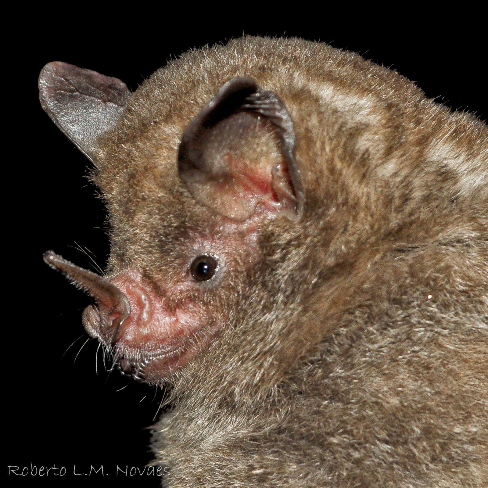 CAROLLIA PERSPICILLATA PDF