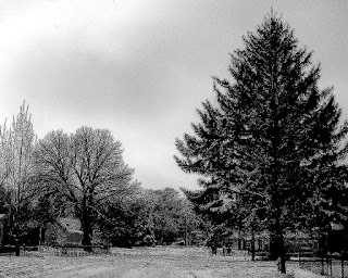 Photo of trees in winter by J.D.