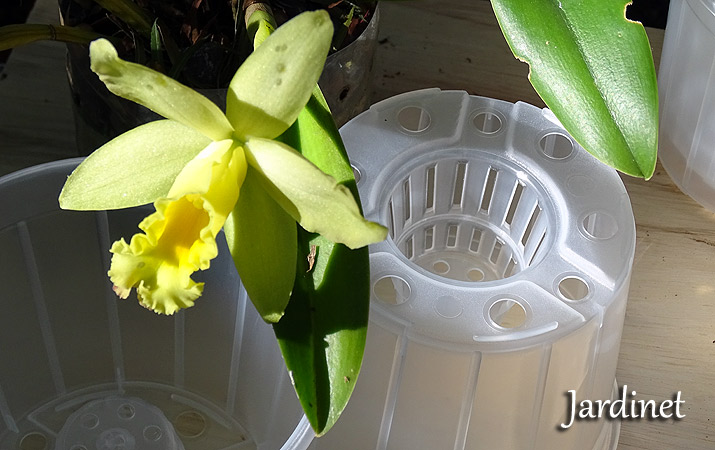 Novos vasos de plástico transparente com cone para orquídeas - Jardinet