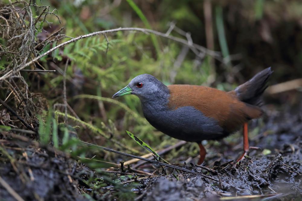Spesis Spesis Burung Di Dunia Mengenali Burung Ruak Ruak Atau Wak