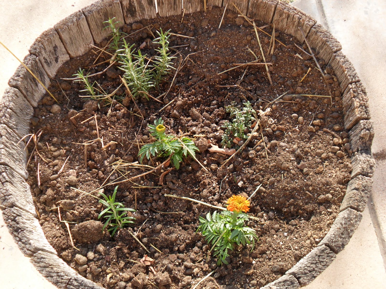 Kathryn's Brain: Planting a Proper Vegetable Garden