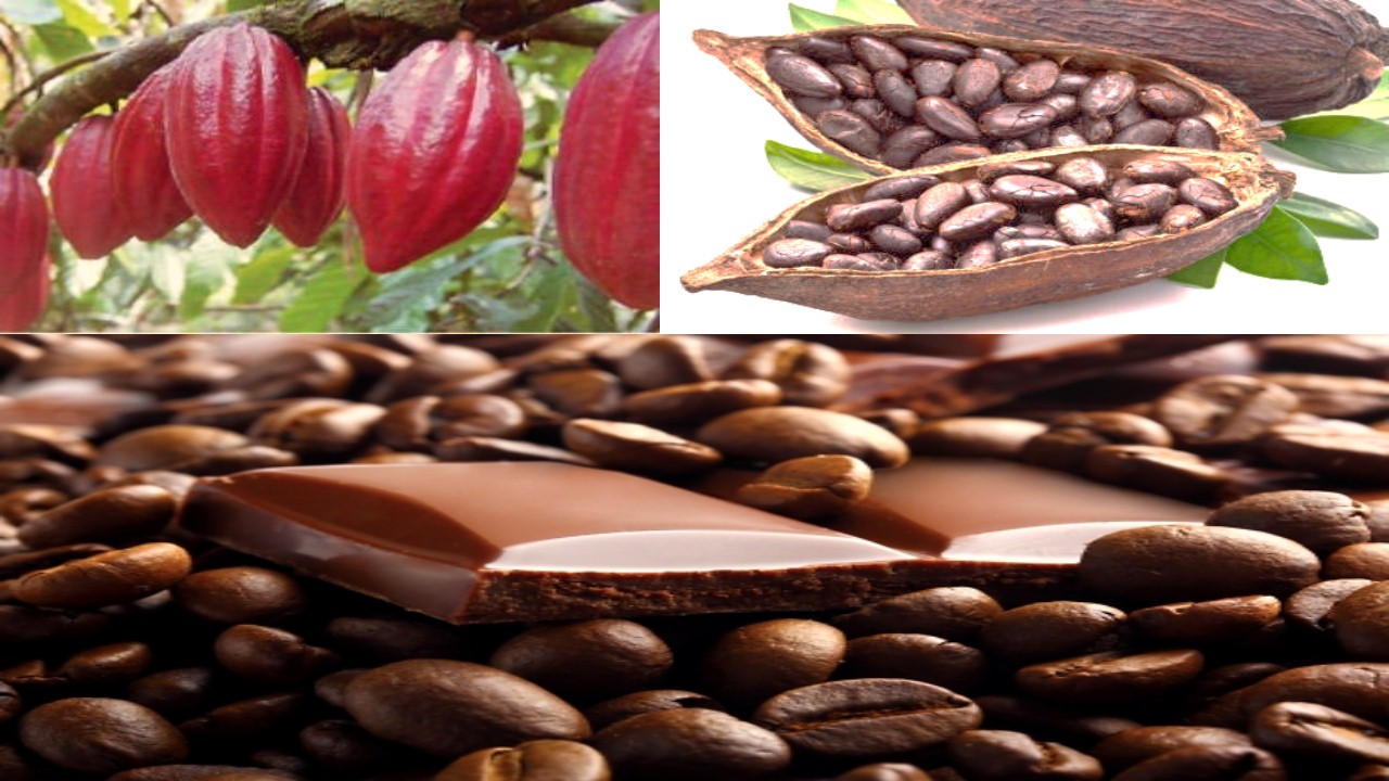Global Cocoa Beans Market Outlook 2024 Opportunity and Demand Analysis