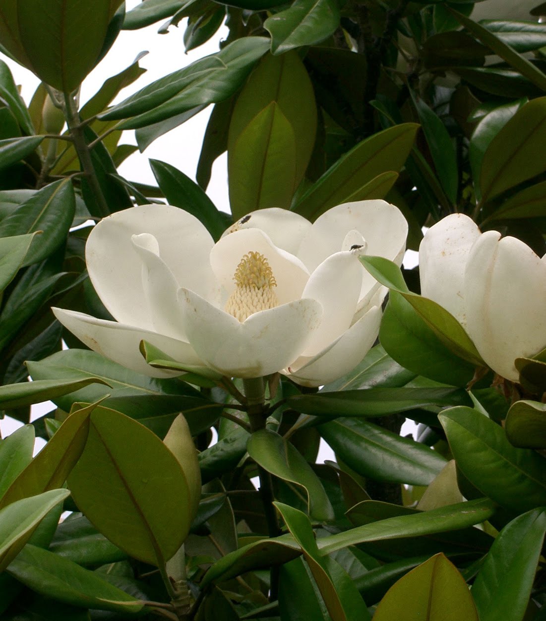 Perfume Project NW MAGNIFICENT MAGNOLIAS