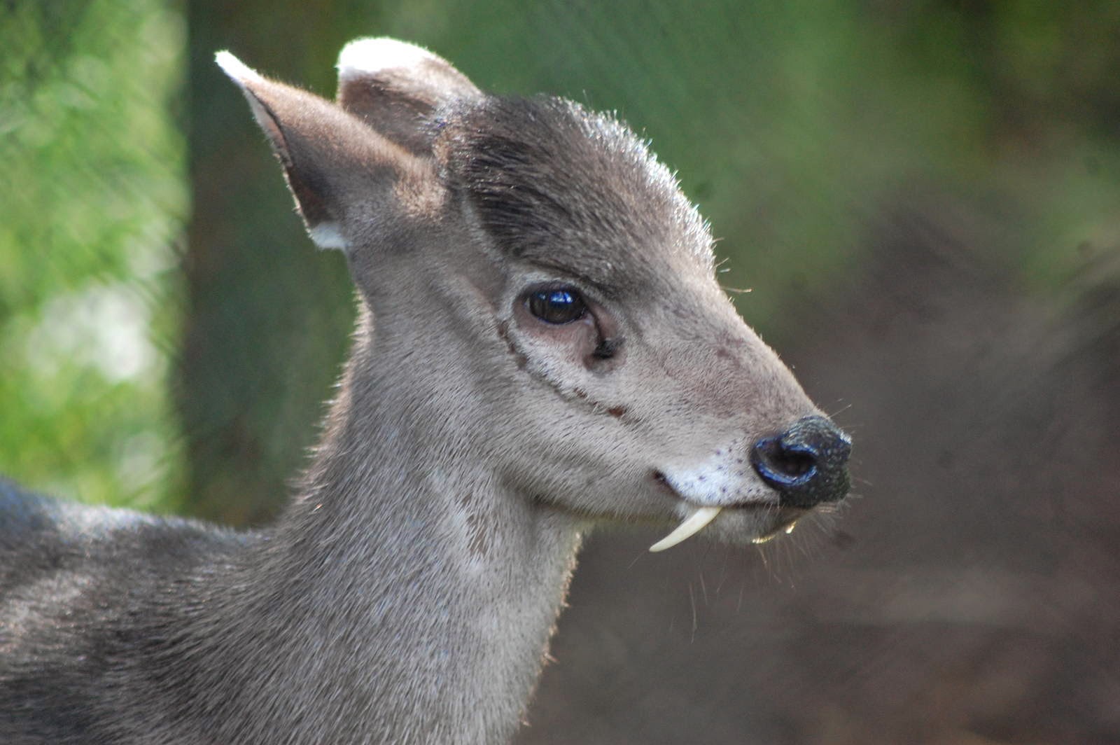 Animals You May Not Have Known Existed - Tufted Deer