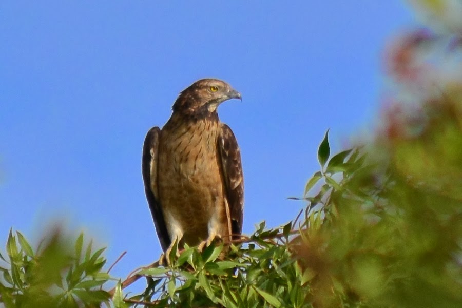 Birds of Saudi Arabia Crested Honey Buzzards at Dhahran golf course