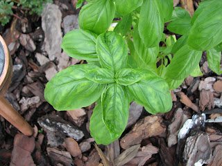 Sweet Basil, basil herb, growing basil