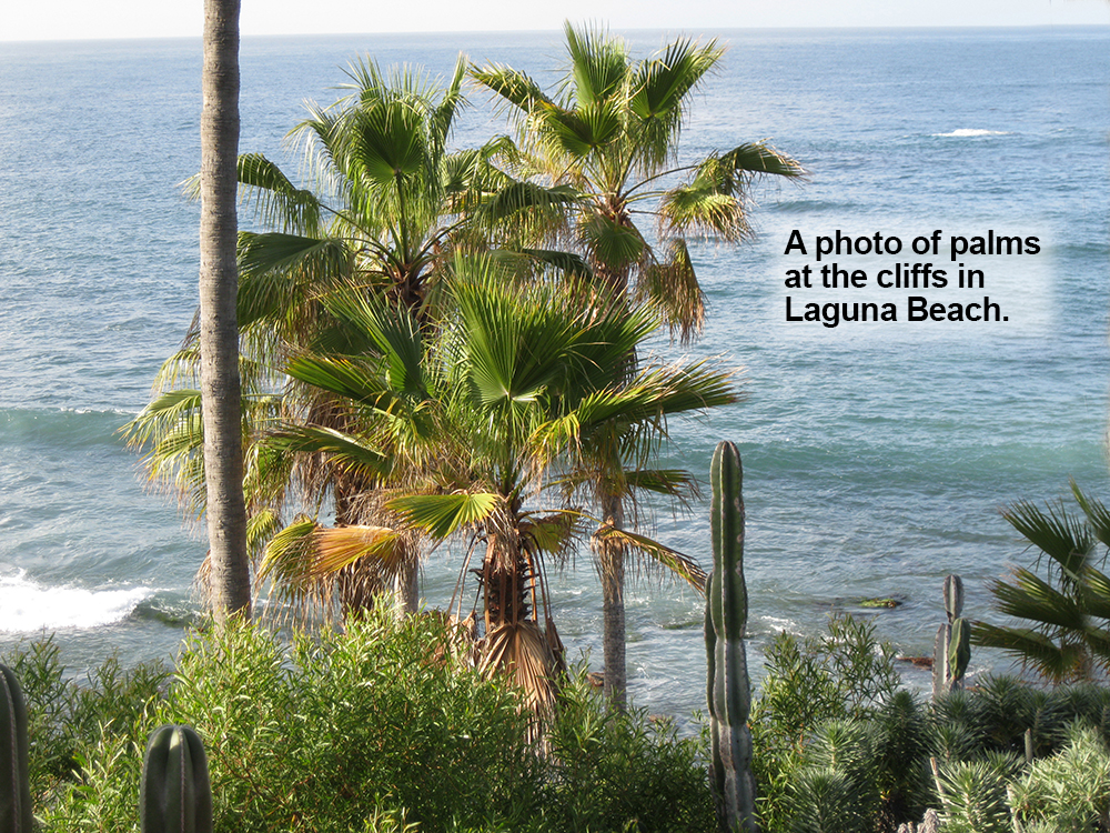 Laguna Beach private beach under cliffs thru palm trees