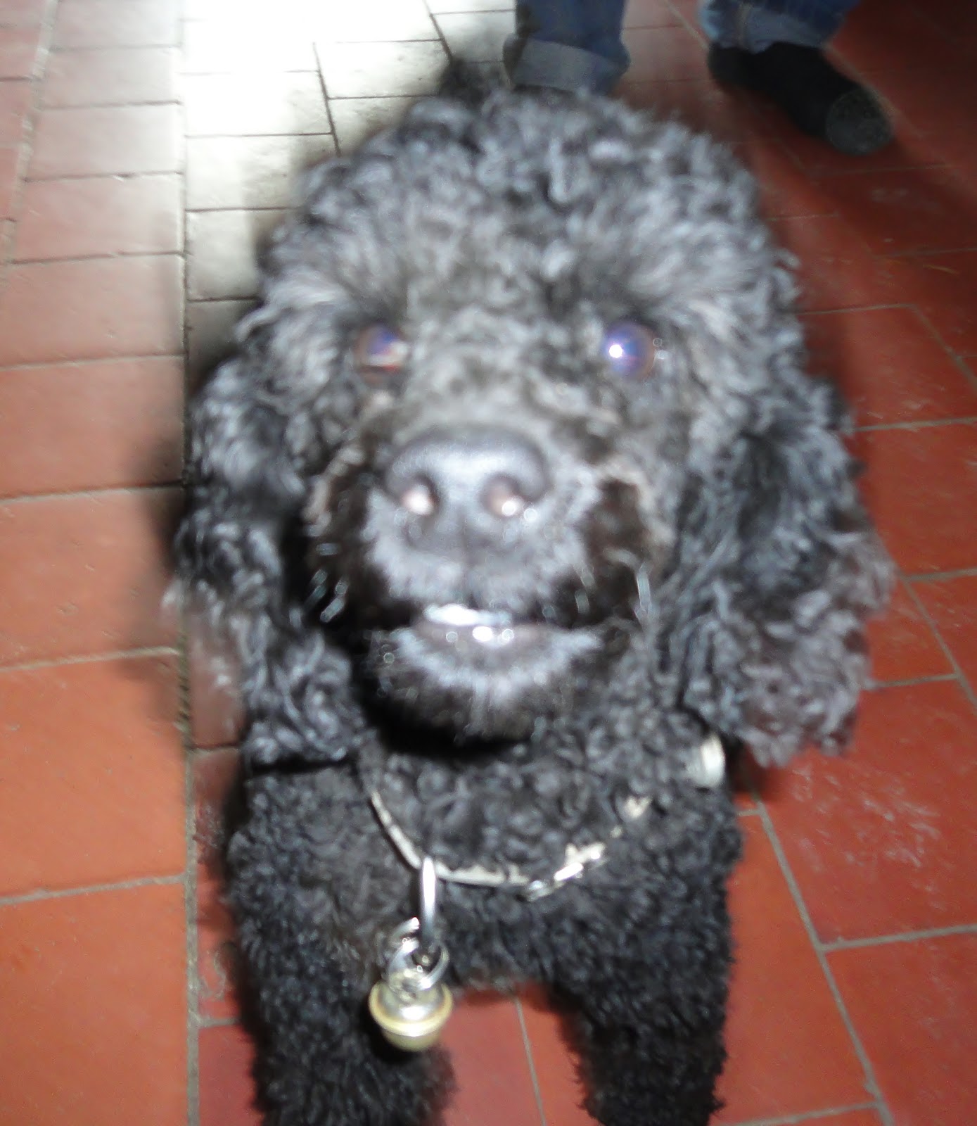 Toy Poodle Stud Dog Services James. KC registered toy poodle stud dog