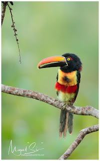 Fiery-billed Aracari (Pteroglossus frantzii) eating sangrillo (Croton panamensis) fruits