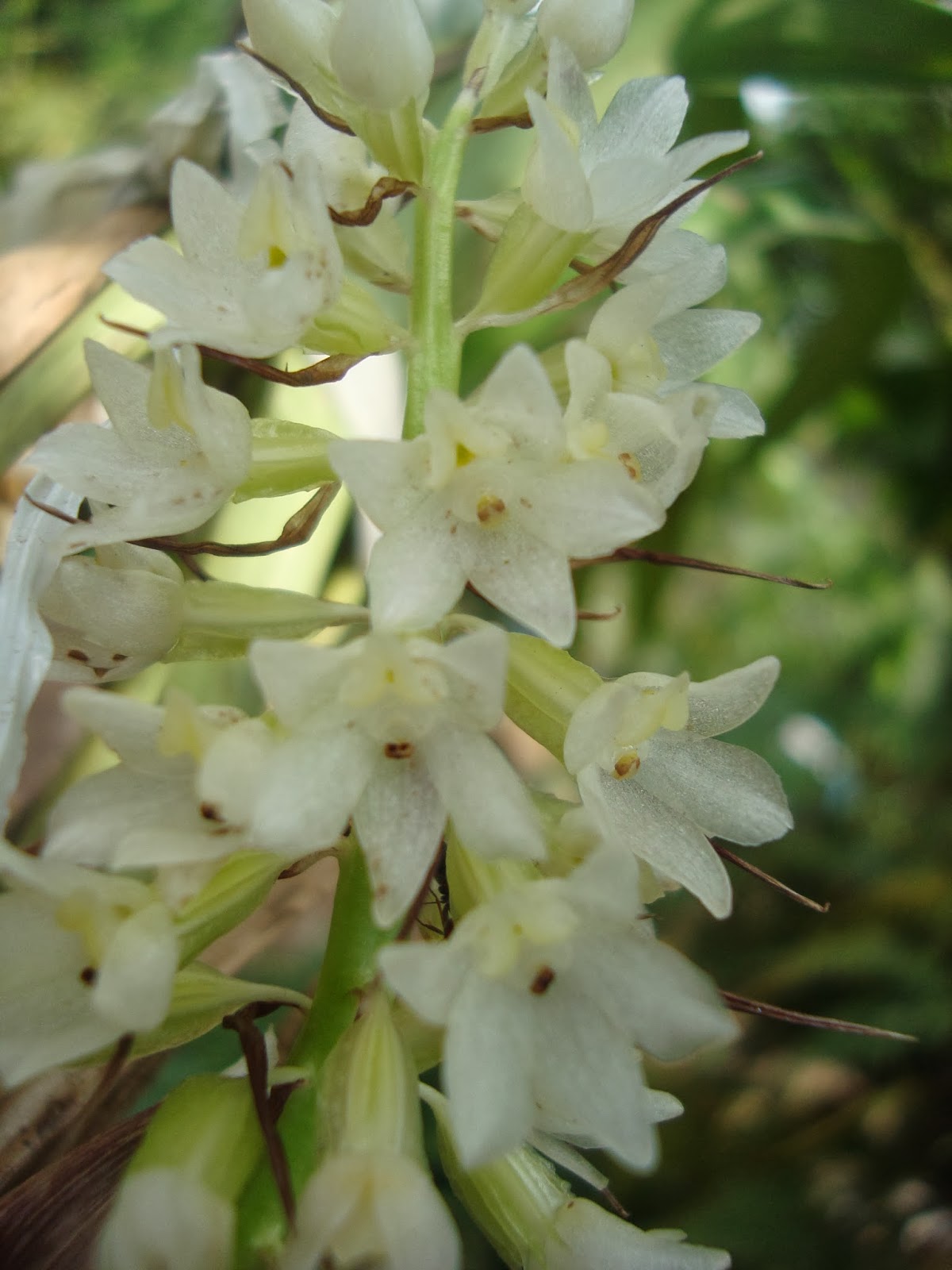Orquídeas HElid: Coelia Triptera