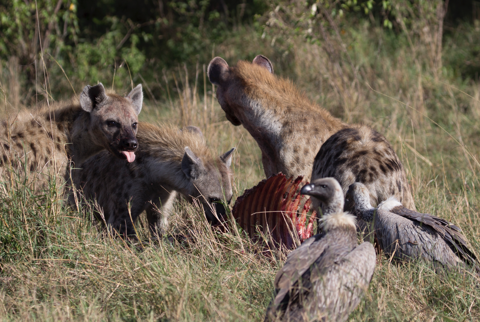 Notes From Kenya: MSU Hyena Research: What do north clan hyenas, south