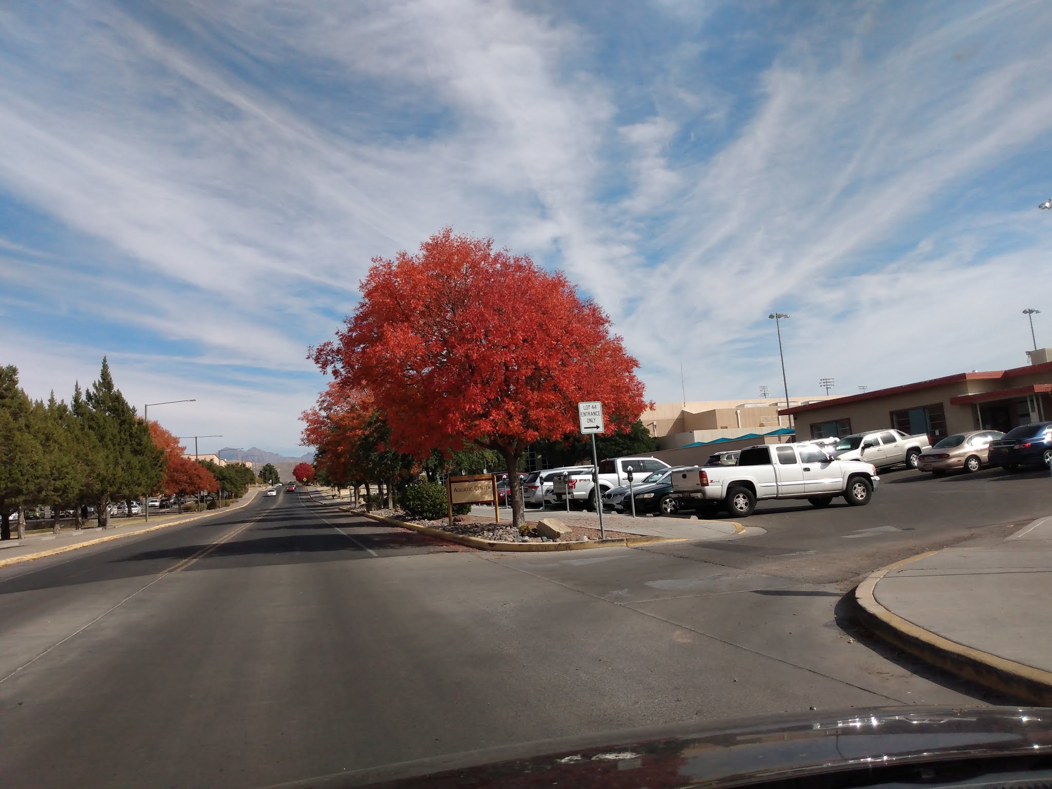 Enchanted Las Cruces Trees Getting Ready for Thanksgiving in Las Cruces
