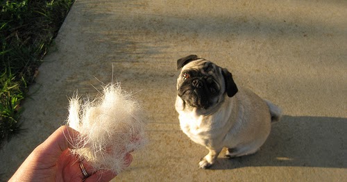 Pelo do pug caindo muito Clearance