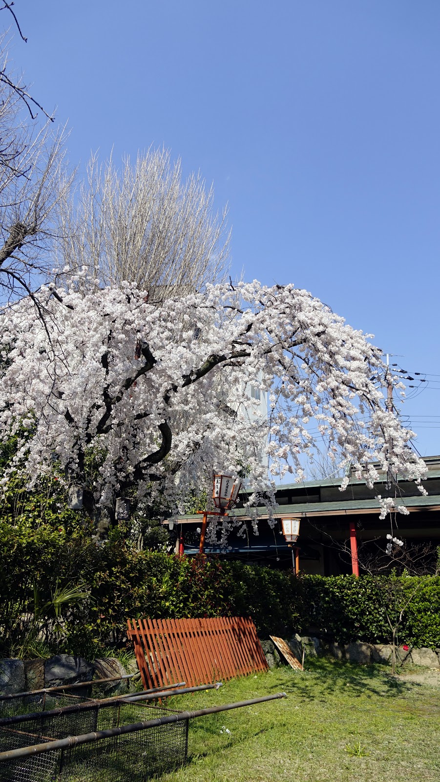日本自由行 京都長建寺 伏見十石舟對面的隱藏賞櫻景點 咖尼馬管家的筆記
