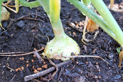 adventuruss: square-foot gardening.