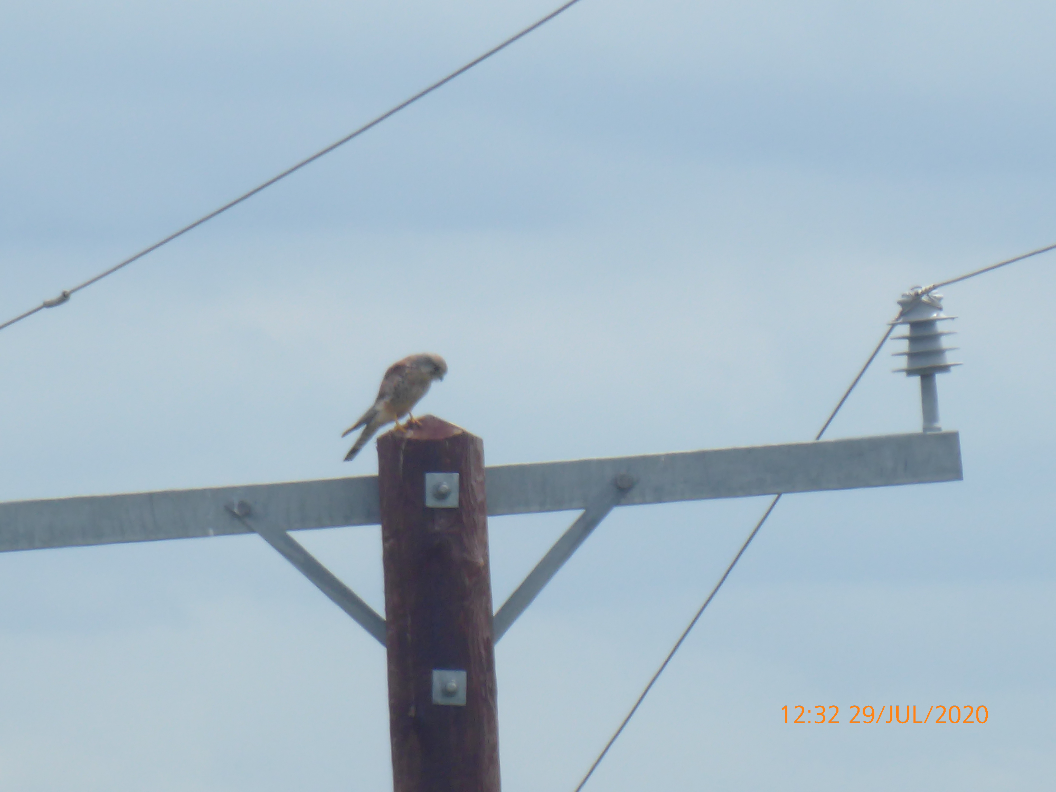Harris Hikers Mynydd Marian Wednesday 29th July 2020