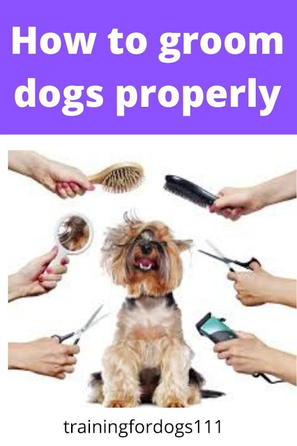 How to groom dogs properly