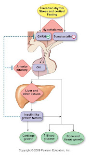 My Biomedical Notebook: Endocrinology/Hormones