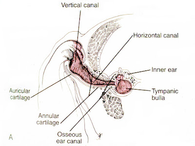 Veterinary Key Points: Total Ear Canal Ablation in Dogs and Cats: A big