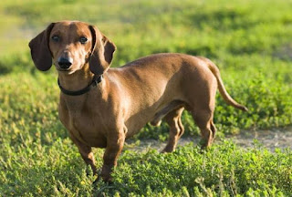 razas de perro pequeño dachshund