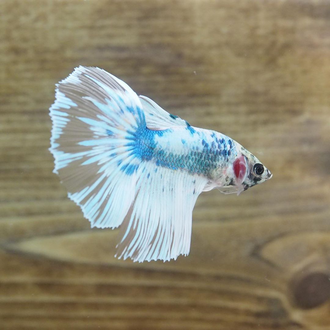 Live Male Halfmoon Tail Marble Betta Fish With Super Clean Fins