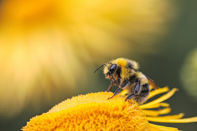 Photo of bee by Dmitry Grigoriev on Unsplash