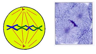 SCC2 - कोशिका विभाजन: असूत्री, समसूत्री व अर्द्धसूत्री विभाजन