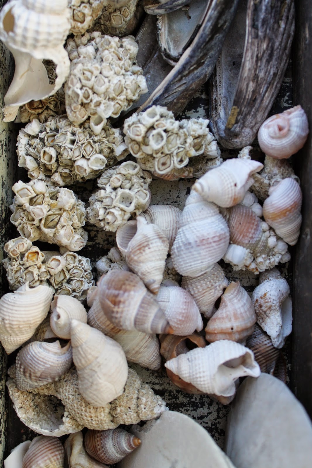 Organizing Seashells The Wicker House