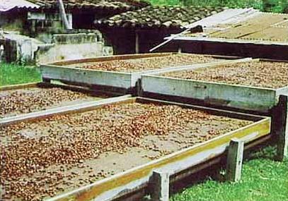 Secador de cacao sobre bandejas tipo Elba