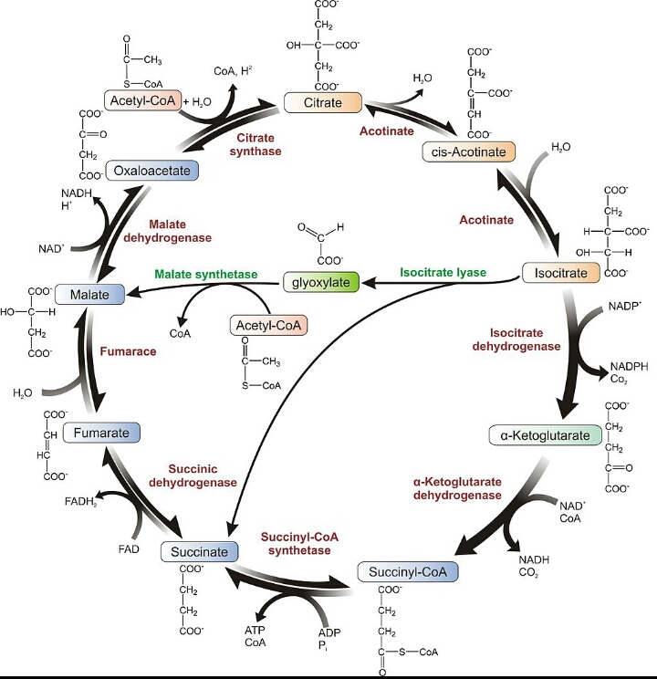 Krebs Cycle Cellular respiration