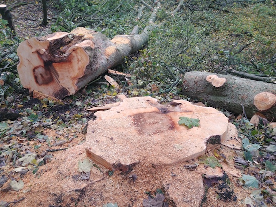 Tree felling underway in Gobions Wood