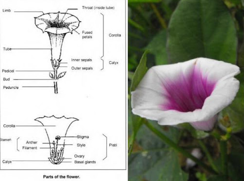 Morning Glory Flower Anatomy - Flowyes