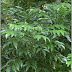 Cây mác mật (Clausena indica)