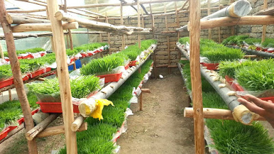 Hydroponic Farming