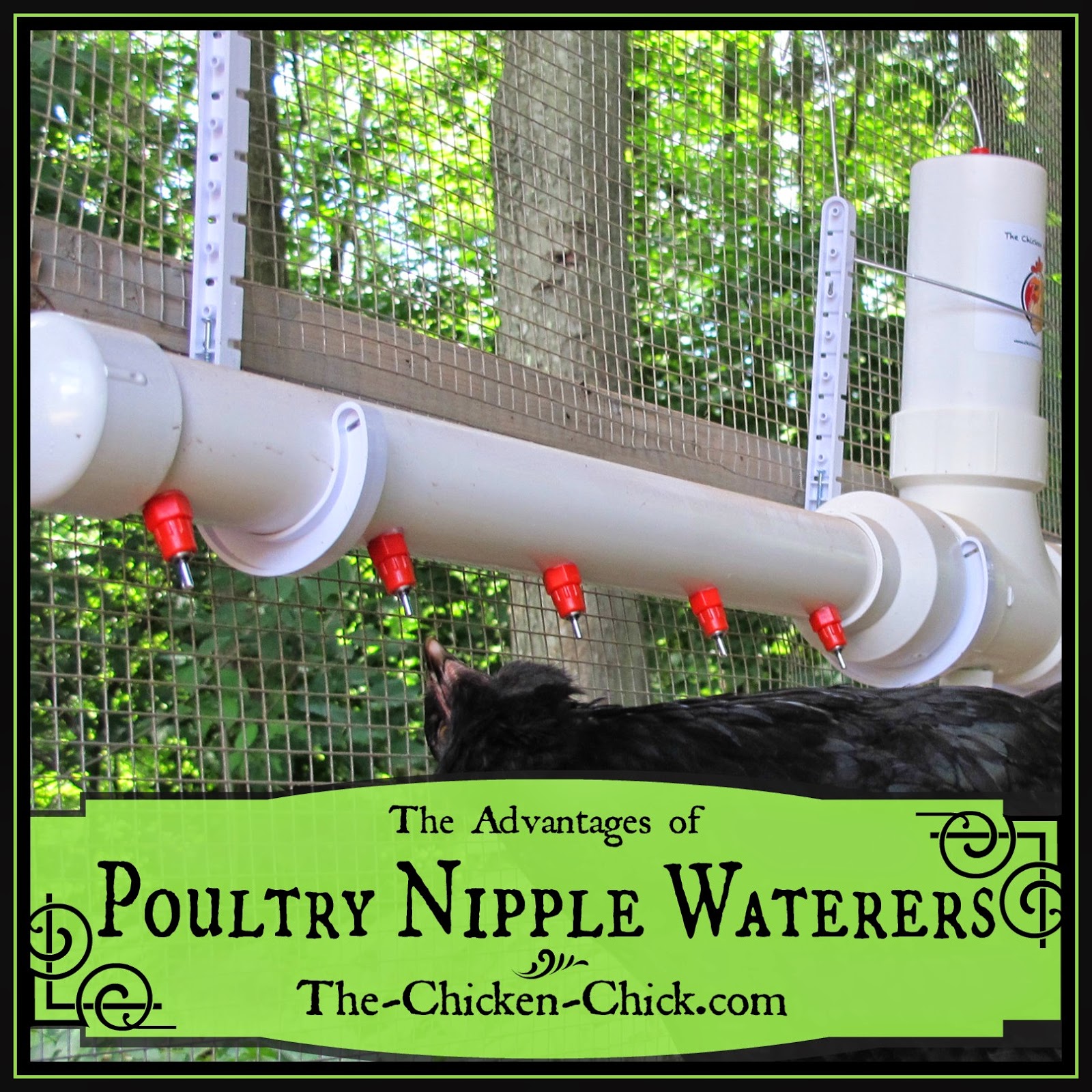 The Chicken Chick® Clean Water The Advantages of Poultry Nipple Waterers