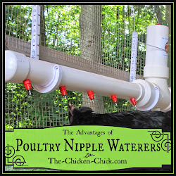 chicken water poultry chickens chick nipple waterers watering system coop clean coops diy waterer advantages fountain raising feeders systems drinkers
