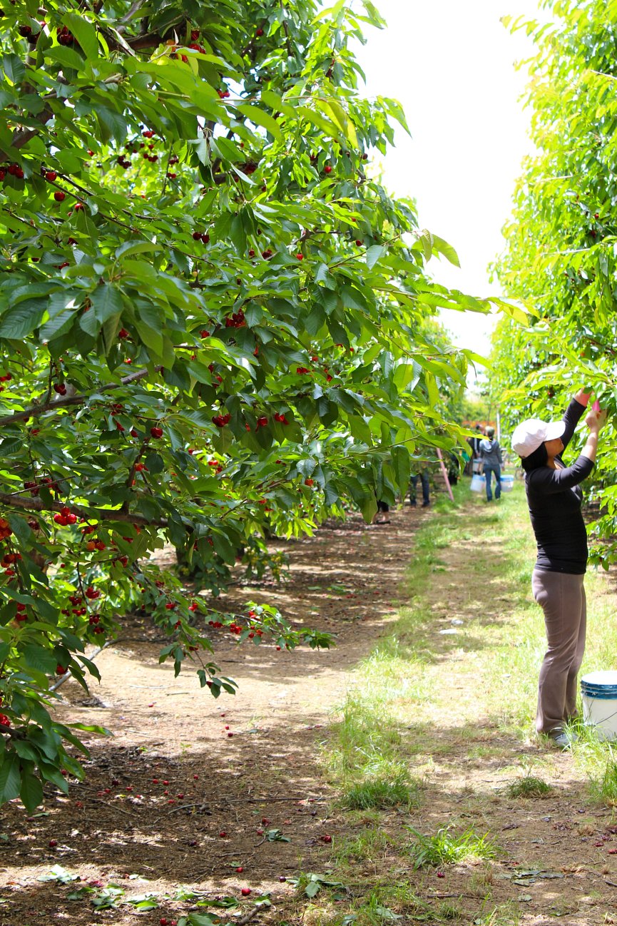 SPCookieQueen Cherry UPick Farms in the SF Bay Area & Brandied Cherries