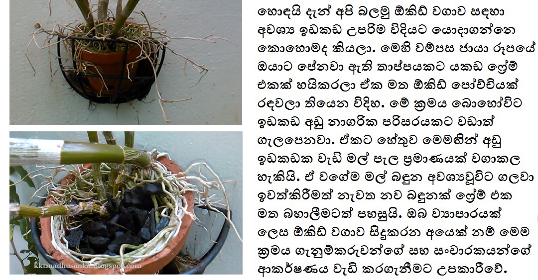 How To Cultivate Orchids In Sri Lanka