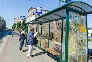 Хербарийна трамвайна спирка 36 прозрачни панела от смола, които улавят цветята