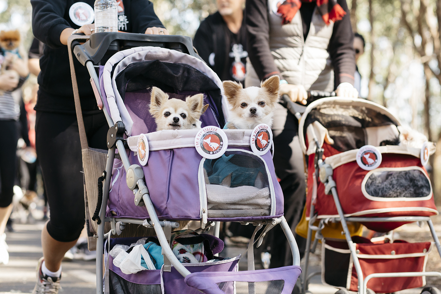 RSPCA Million Paws Walk 2021 Walk this May Australian Dog Lover