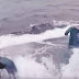 Guardia Costera de EE.UU. intercepta narco-submarino con 7.7 toneladas de cocaína