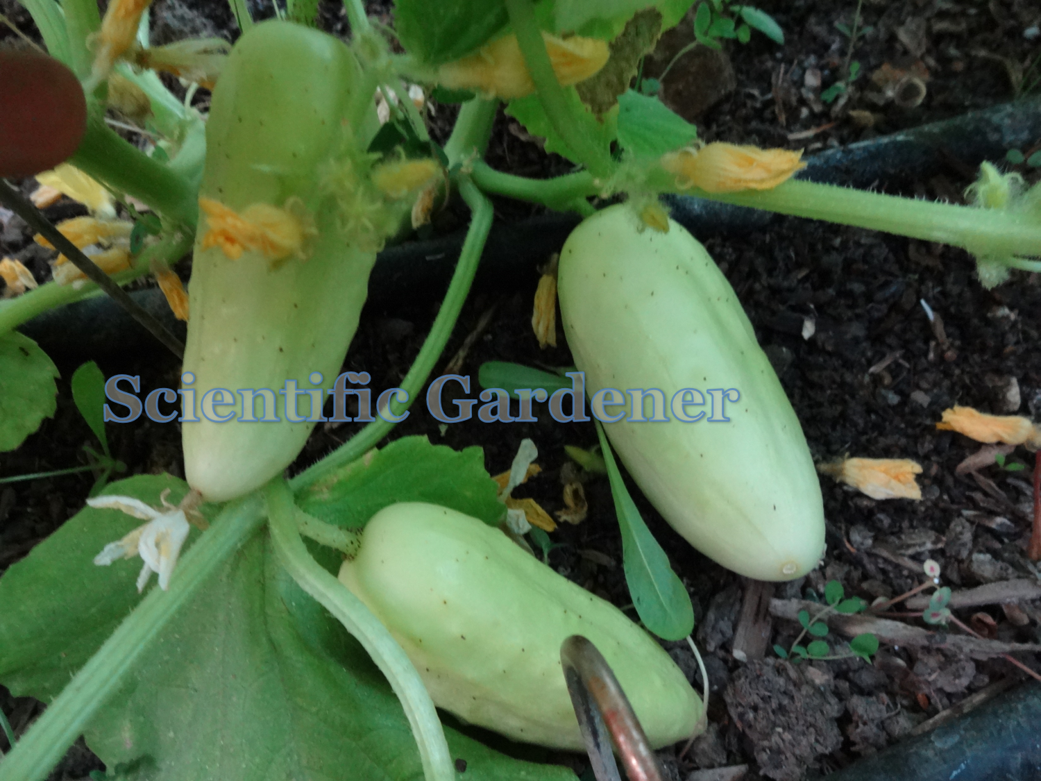 The Scientific Gardener Salt and Pepper Cucumber