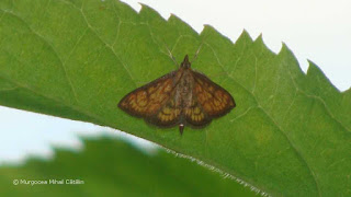 Ecpyrrhorrhoe rubiginalis DSC157473