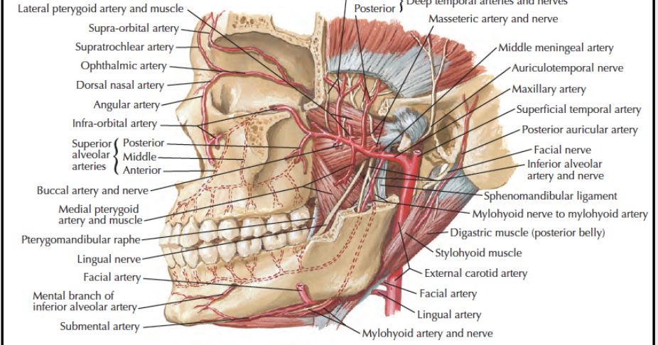 Head and Neck Anatomy: Maxillary Artery